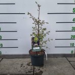 Metasekvoja čínska (Metasequoia glyptostroboides) ´SCHIRMANS NORDLICHT´ - výška 40-50 cm, kont. C3L